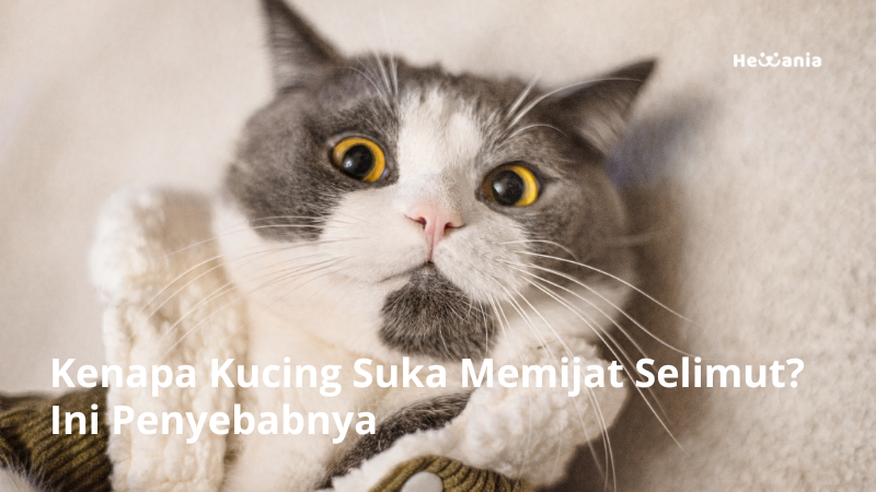 Kenapa Kucing Suka Memijat Selimut? Ini Penyebabnya