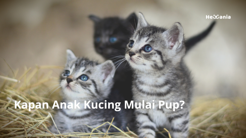 Kapan Anak Kucing Mulai Pup?