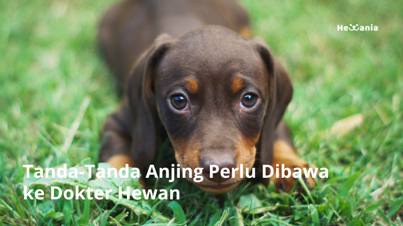 Tanda-Tanda Anjing Perlu Dibawa ke Dokter Hewan