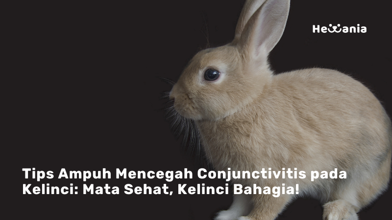 Cegah Masalah Mata pada Kelinci: Panduan Menghadapi Conjunctivitis