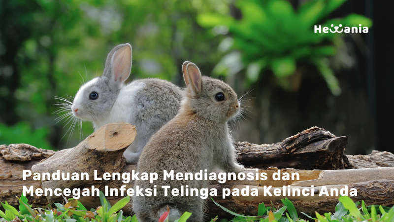 Infeksi Telinga pada Kelinci: Memahami, Mendiagnosis, dan Mencegah