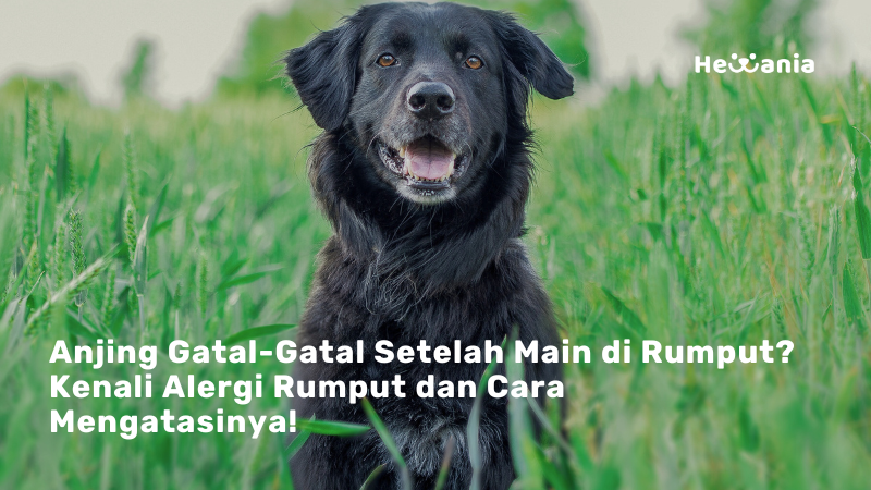 Alergi Rumput pada Anjing: Tanda-Tanda yang Harus Diketahui Pemilik