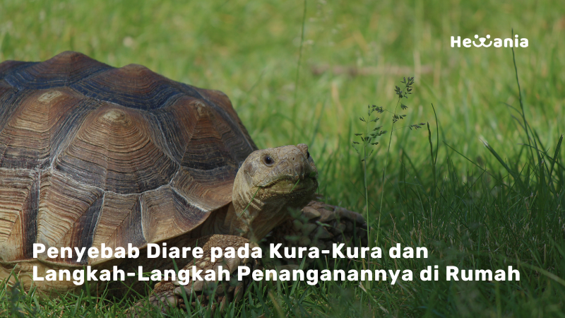 Penyebab dan Penanganan Diare pada Kura-Kura