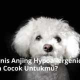 Ilustrasi Jenis-Jenis Anjing Hypoallergenic. Apakah Cocok Untukmu