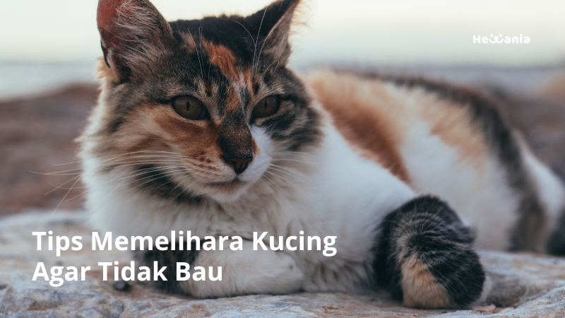 Tips Memelihara Kucing Agar Tidak Bau