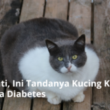 tanda-tanda kucing diabetes