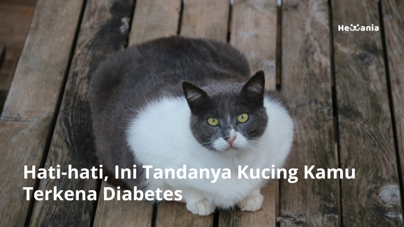 Tanda-Tanda Kucing Diabetes yang Harus Diwaspadai