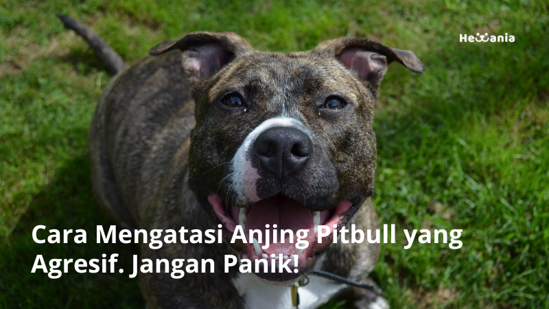 Cara Mengatasi Anjing Pitbull yang Agresif