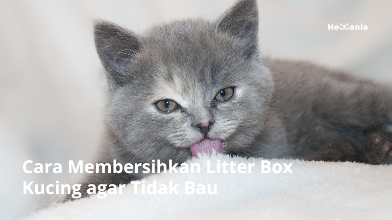 Cara Membersihkan Litter Box Kucing agar Tidak Bau