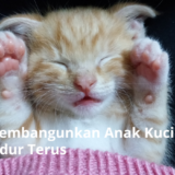 Ilustrasi Cara Membangunkan Anak Kucing yang Tidur Terus