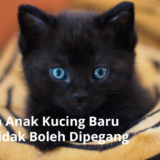 Ilustrasi Kenapa Anak Kucing Baru Lahir Tidak Boleh Dipegang