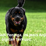 ilustrasi jenis anjing dengan gigitan terkuat