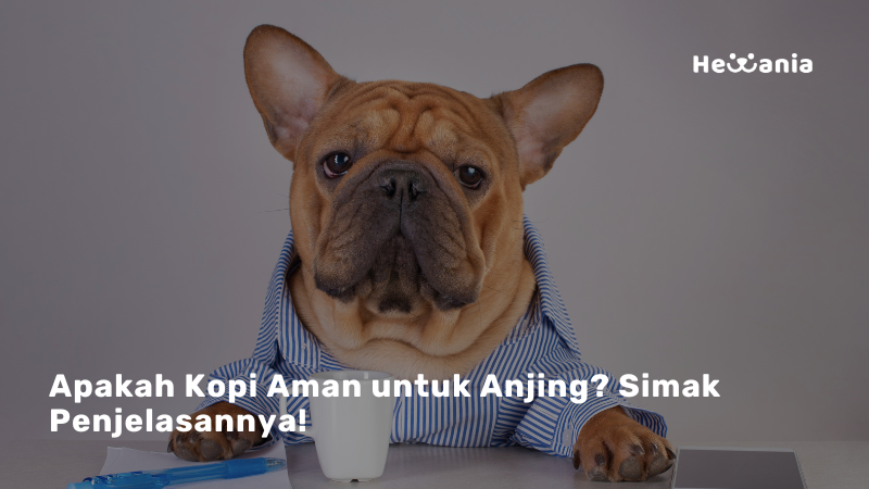 Anjing dan Kopi: Fakta Penting yang Harus Anda Ketahu