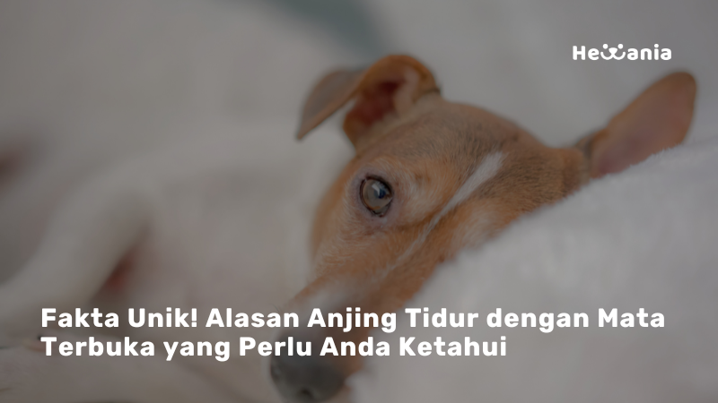 Tidur Tapi Terjaga: Mengapa Anjing Bisa Tidur dengan Mata Terbuka