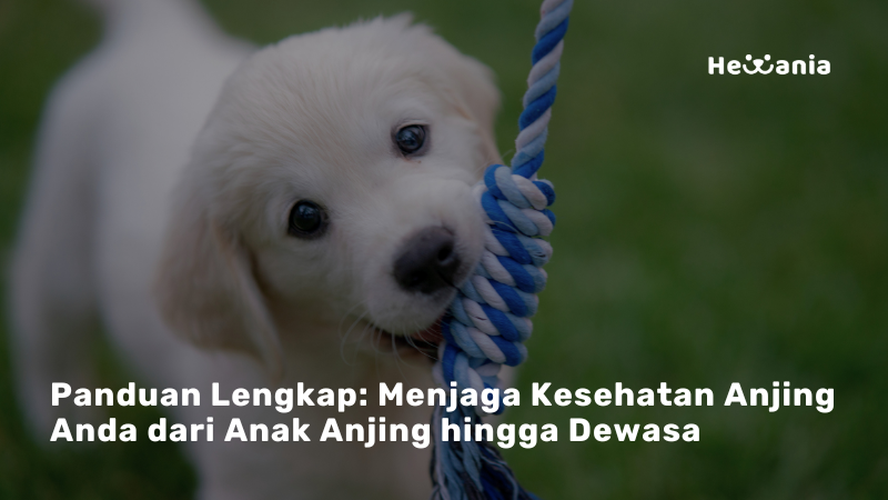 Tips Menjaga Anjing Anda Tetap Sehat Selama Masa Hidupnya 