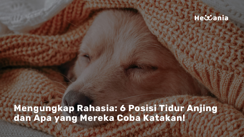 6 Gaya Tidur Anjing yang Menggemaskan dan Artinya untuk Kesehatan Mereka