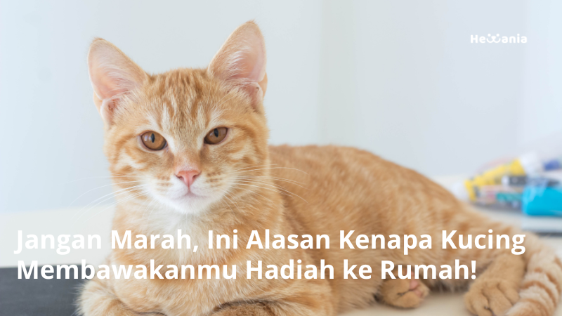 Kenapa Kucing Membawa Hadiah ke Rumah? Ini Alasannya!