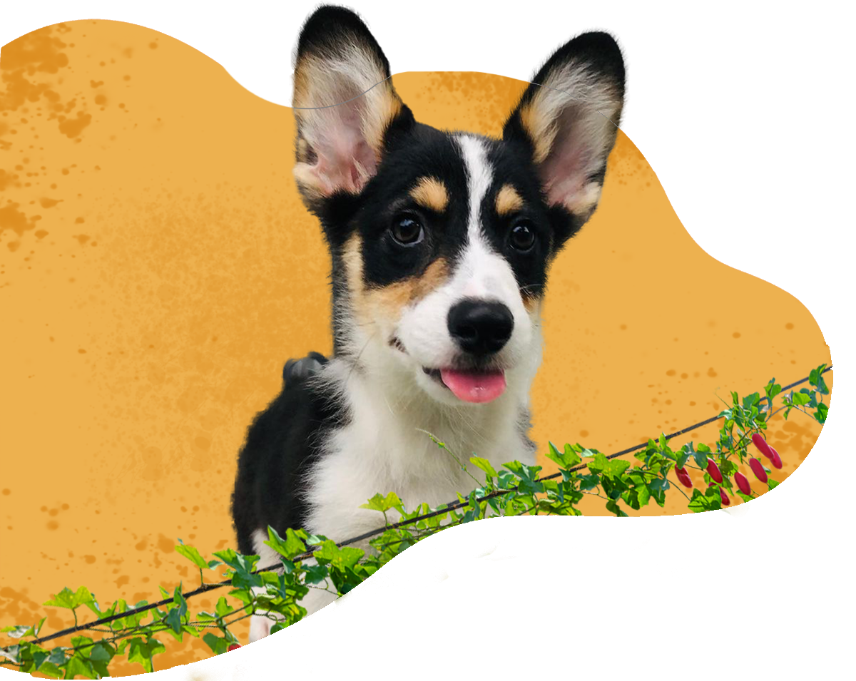 hero_image_12-1 https://hewania.com/wp-content/uploads/2024/12/hero_image_12-1.png