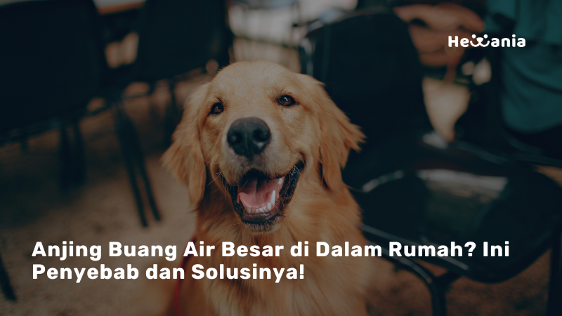 Mengapa Anjing Buang Air Besar Didalam Rumah