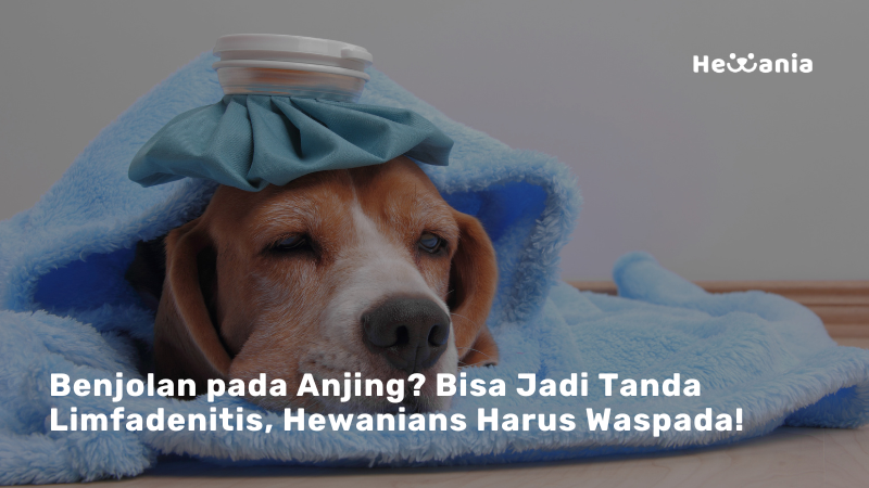 Mengenal Limfadenitis pada Anjing: Gejala, Penyebab, dan Cara Mengatasinya