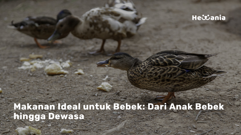 Mengenal Nutrisi yang Tepat untuk Bebek: Rahasia Tumbuh Sehat dan Produktif