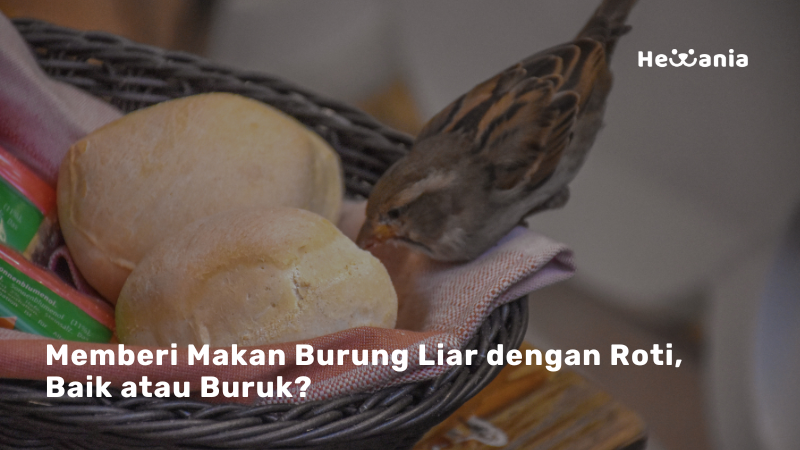 Bolehkah Burung Liar Diberi Roti? Fakta yang Perlu Kamu Tahu