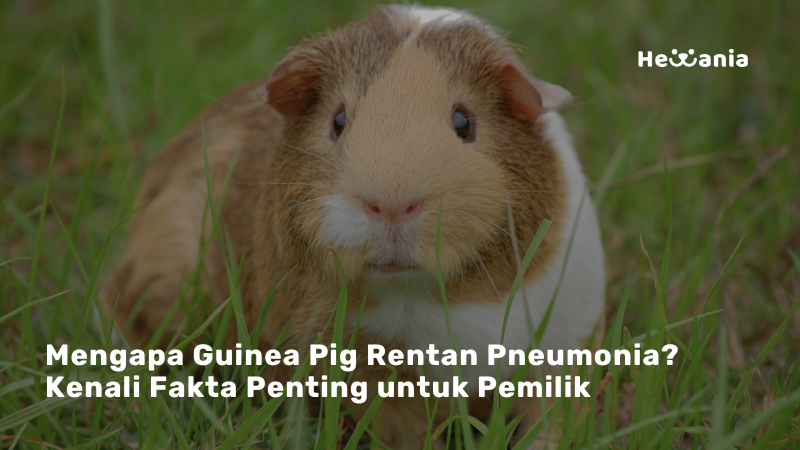 Waspada Pneumonia pada Marmut: Gejala, Penyebab, dan Cara Penanganannya