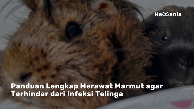 Infeksi Telinga pada Marmut: Gejala, Penyebab, dan Cara Mengatasinya