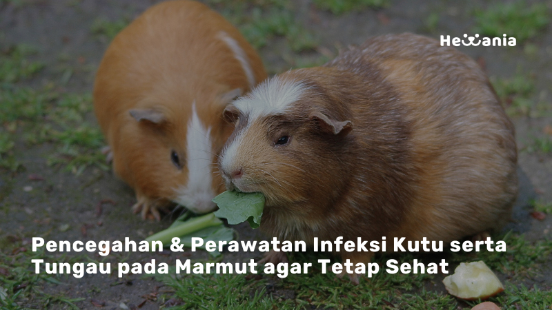 Kenali Infeksi Kutu & Tungau pada Marmut: Gejala, Penyebab, dan Cara Mengobatinya