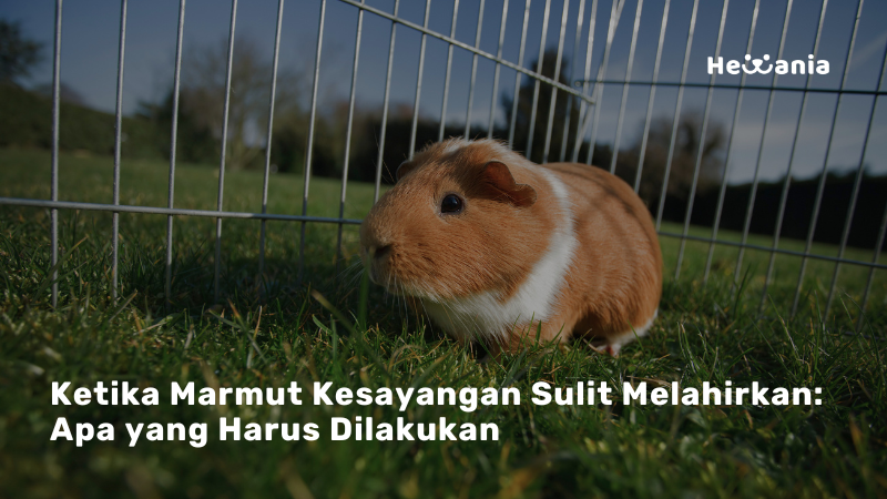 Distokia pada Marmut: Penyebab, Gejala, dan Penanganan yang Perlu Diketahui