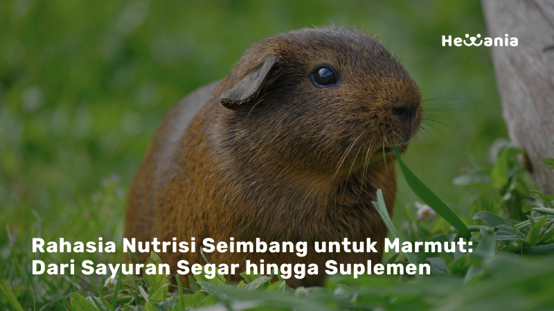 Panduan Diet Sehat untuk Marmut: Nutrisi Tepat agar Tetap Aktif & Bahagia