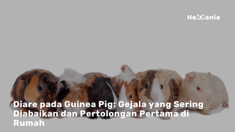 Marmut Kamu Diare? Kenali Penyebab, Bahaya, dan Cara Mengatasinya!