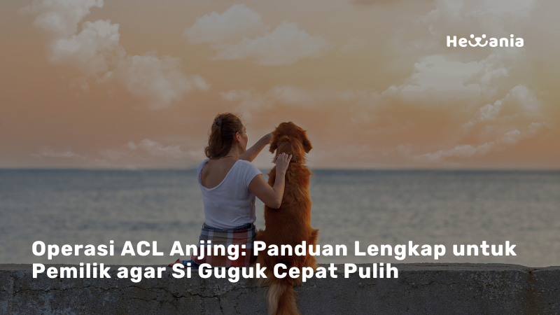 Mengenal Operasi ACL pada Anjing: Prosedur, Manfaat, dan Proses Pemulihan