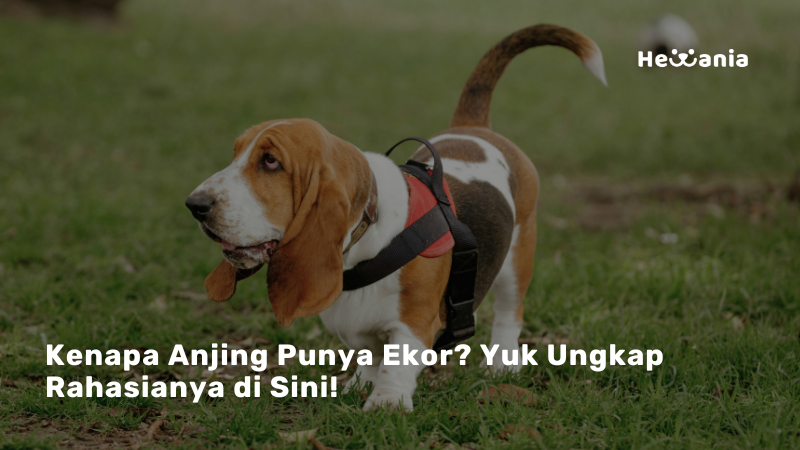 Ekor Anjing: Fungsi Tersembunyi di Balik Goyangannya