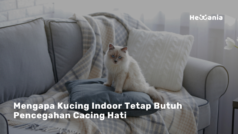 Kucing Indoor Aman dari Cacing Hati? Fakta yang Perlu Diketahui!