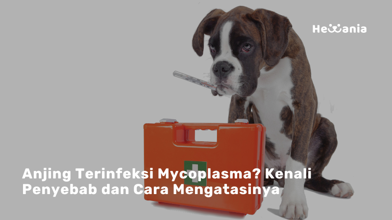 Mengenal Bakteri Mycoplasma: Ancaman Tersembunyi untuk Kesehatan Anjing