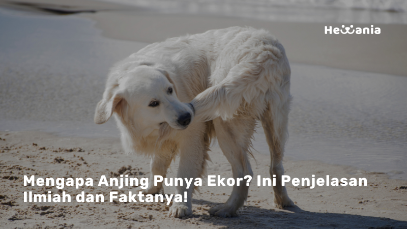 Fungsi Ekor Anjing: Lebih dari Sekadar Hiasan Tubuh!