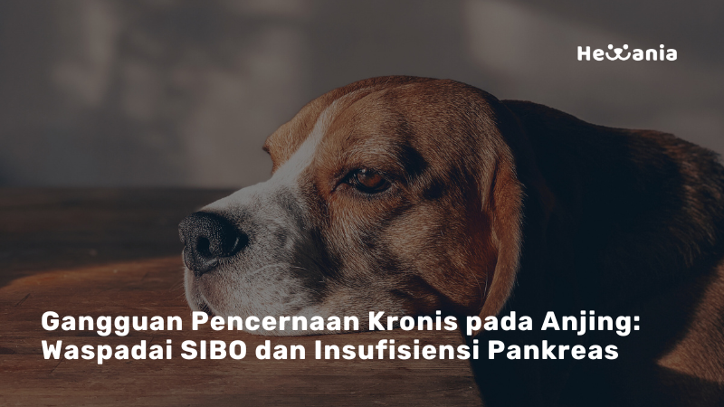 Kenali SIBO dan Insufisiensi Pankreas pada Anjing: Dua Masalah Pencernaan yang Sering Terlupakan
