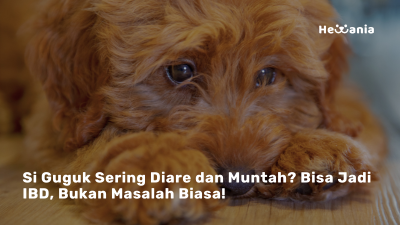 IBD pada Anjing: Penyakit Usus yang Sering Terabaikan, Waspadai Gejalanya!