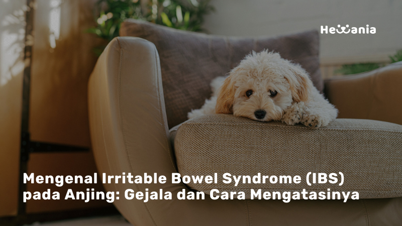 IBS pada Anjing: Gangguan Pencernaan yang Sering Bikin Bingung Pemilik