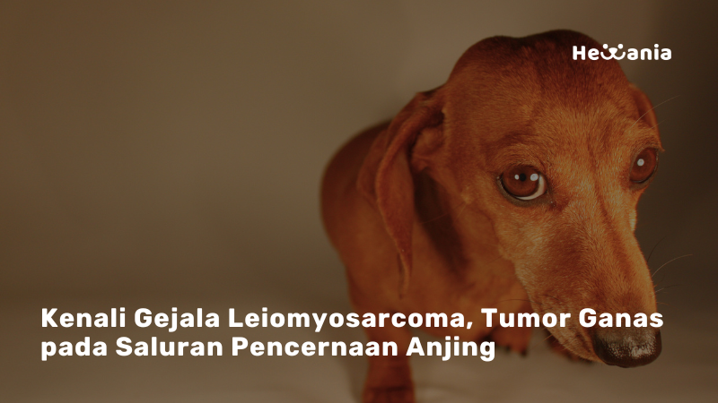Leiomyosarcoma pada Anjing: Tumor Pencernaan yang Jarang Tapi Berbahaya