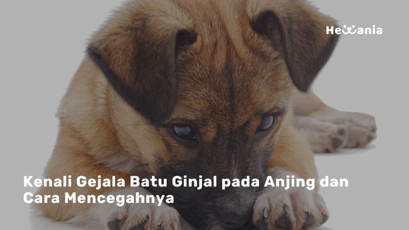 Batu Ginjal pada Anjing: Penyakit yang Sering Tak Disadari Pemilik