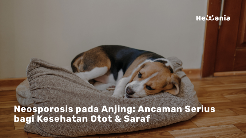 Neosporosis pada Anjing: Infeksi Parasit yang Sering Tak Disadari