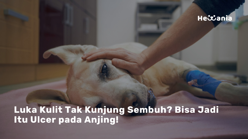 Mengenal Ulcer pada Kulit Anjing: Penyebab, Gejala, dan Cara Mengatasinya