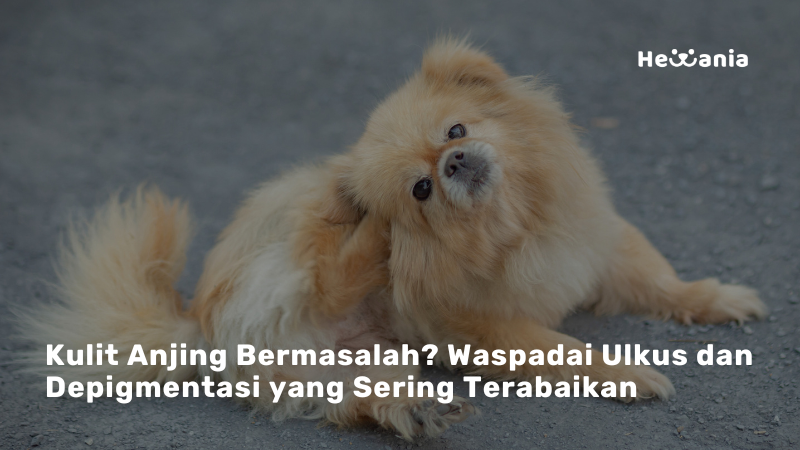 Mengenal Ulkus Kulit dan Depigmentasi pada Anjing: Gejala, Penyebab, dan Cara Mengatasinya