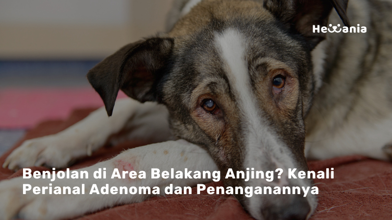 Perianal Adenoma pada Anjing: Tumor Jinak yang Perlu Diwaspadai