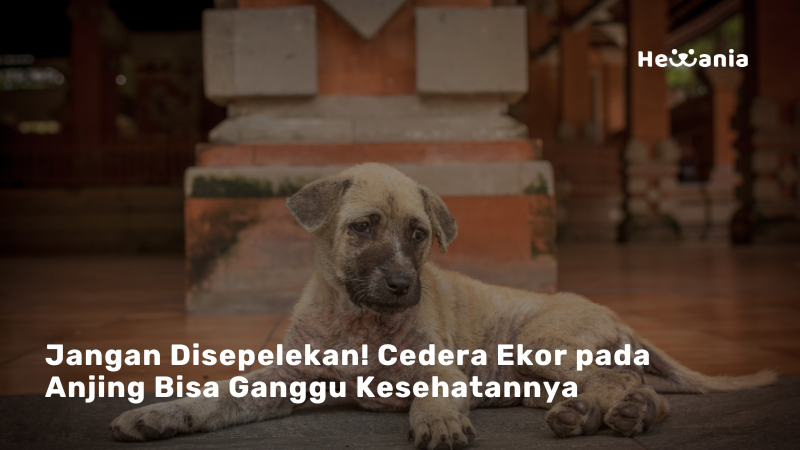 Kenali Cedera Ekor pada Anjing: Gejala, Penyebab, dan Cara Penanganannya