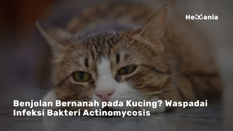 Actinomycosis pada Kucing: Infeksi Bakteri Langka yang Bisa Berakibat Serius