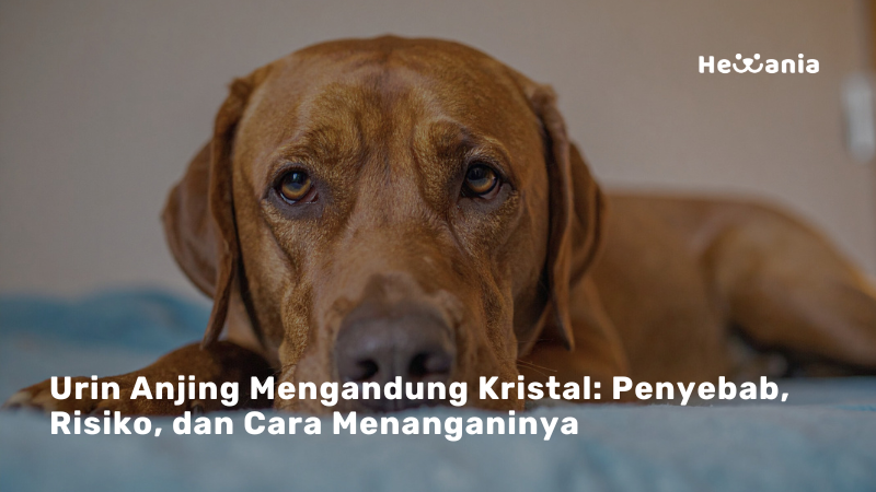 Ada Kristal di Urin Anjing? Ini Tanda Bahaya yang Tidak Boleh Diabaikan