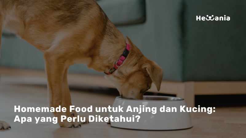 Homemade Food untuk Anjing dan Kucing: Apa yang Perlu Diketahui?